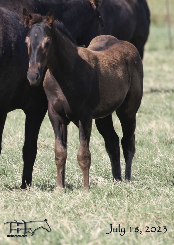 Blue Whip Topping MA's 2023 Black Filly
